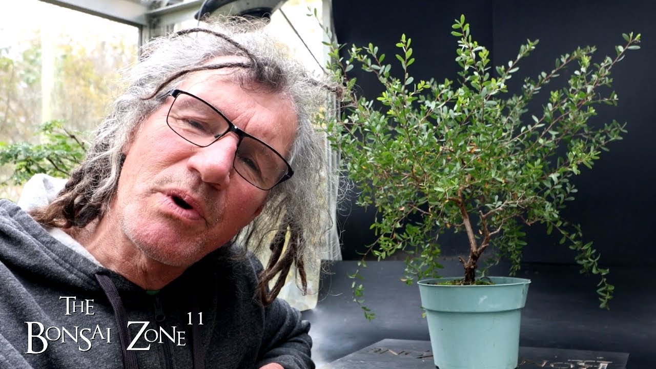 Working on My Coastal Tea Tree, The Bonsai Zone, Oct 2024