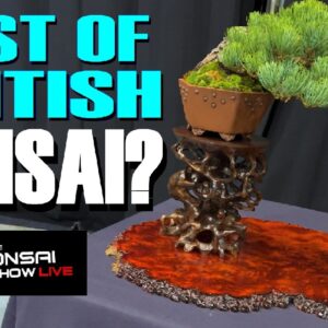 World Class Bonsai: Bonsai Show Live 2024, Telford, UK