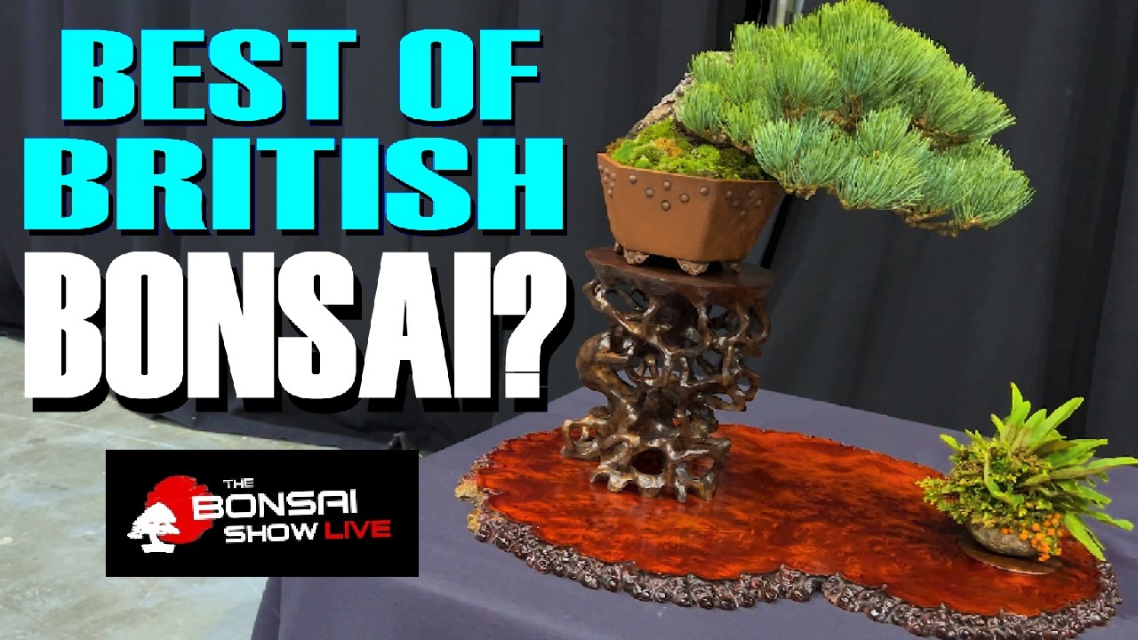 World Class Bonsai: Bonsai Show Live 2024, Telford, UK