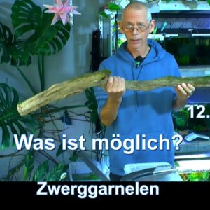 Zwerggarnelen Erstaunliche Entwicklungen in den Garnelen Aquarien. Geschichten aus der Aquaristik