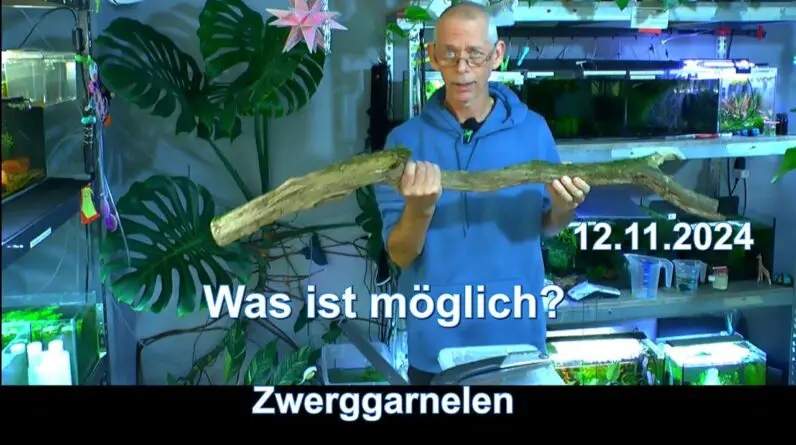 Zwerggarnelen Erstaunliche Entwicklungen in den Garnelen Aquarien. Geschichten aus der Aquaristik