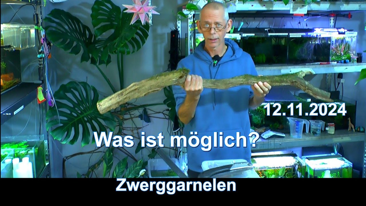 Zwerggarnelen Erstaunliche Entwicklungen in den Garnelen Aquarien. Geschichten aus der Aquaristik