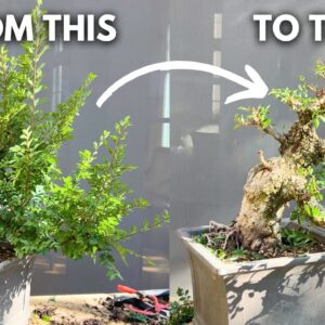 A Step-by-Step Guide to Pruning Your Bonsai (Cork Elm)