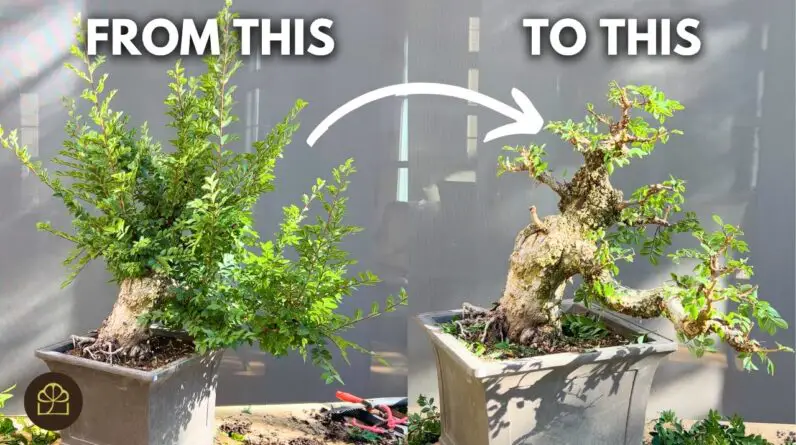 A Step-by-Step Guide to Pruning Your Bonsai (Cork Elm)