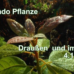 Avocado Pflanze pflegen. Mango und Kakao Pflanze im mineralischen Substrat PH Wert