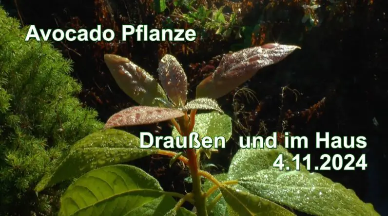 Avocado Pflanze pflegen. Mango und Kakao Pflanze im mineralischen Substrat PH Wert