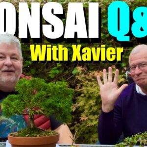 Bonsai Basics Explained: Q&A with Xavier!