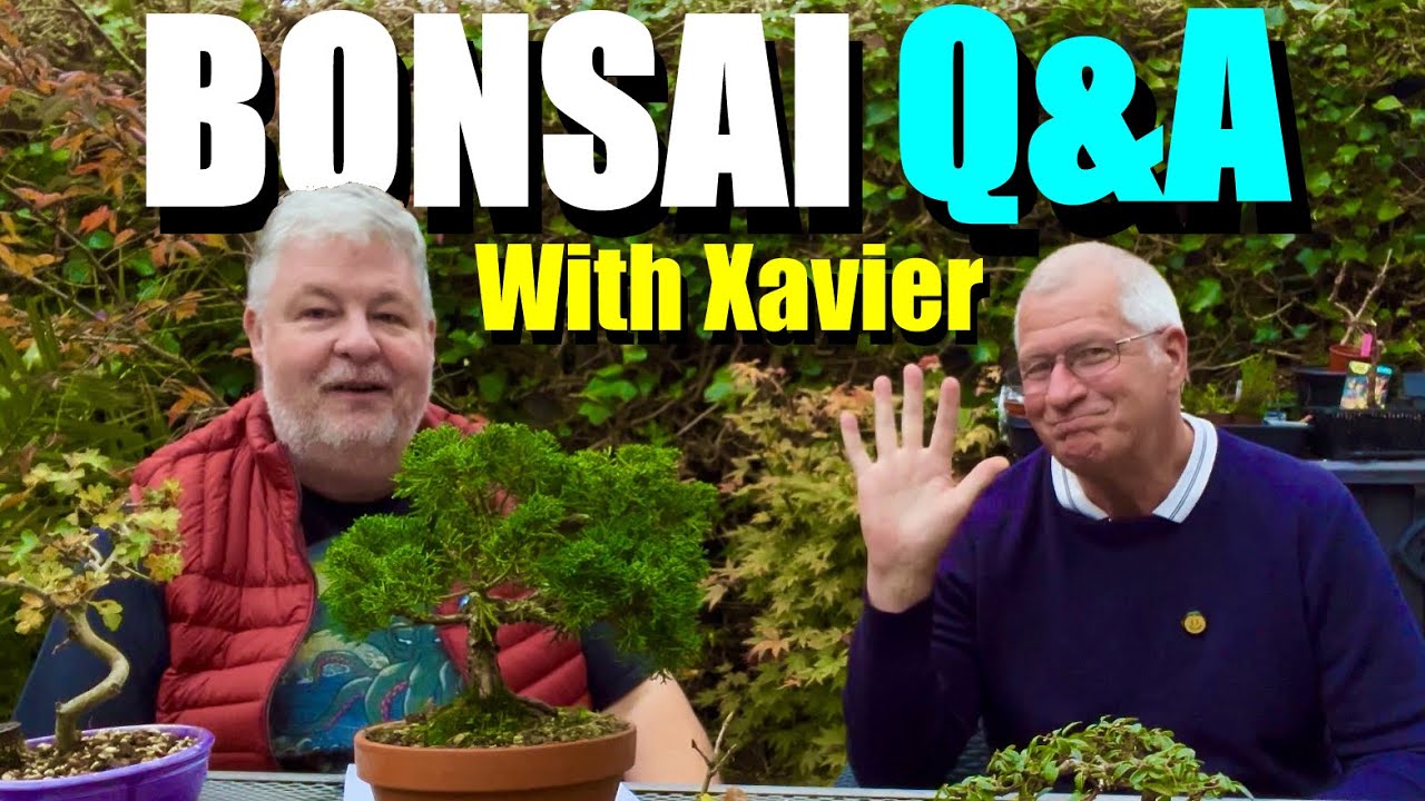 Bonsai Basics Explained: Q&A with Xavier!