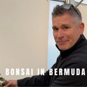 Bonsai in Bermuda