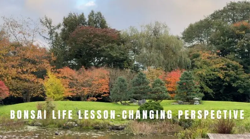 Bonsai life lesson- changing perspective