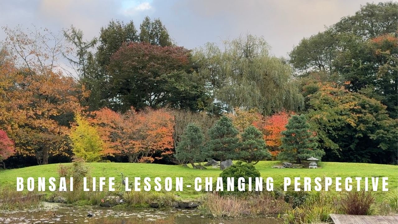 Bonsai life lesson- changing perspective