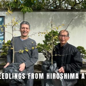 Bonsai seedlings from Hiroshima