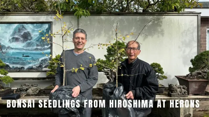 Bonsai seedlings from Hiroshima