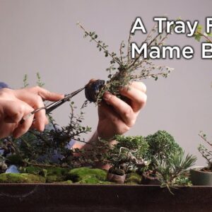 Bonsaify | Trimming a Tray of TINY Mame Bonsai