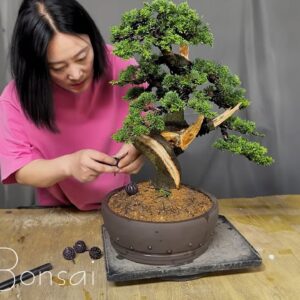 Can Jeju cypress be repotted? Love Bonsai