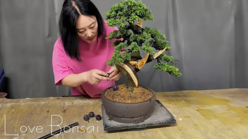 Can Jeju cypress be repotted? Love Bonsai