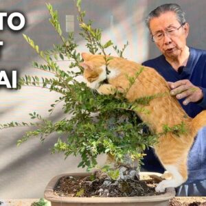 Cat Helps Me Repot My Chinese Elm Bonsai!