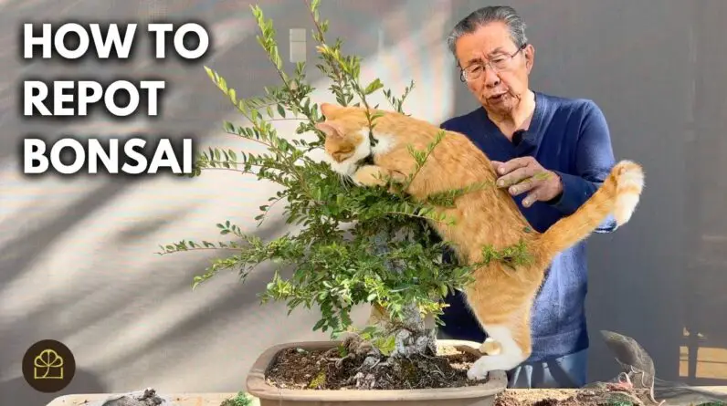 Cat Helps Me Repot My Chinese Elm Bonsai!