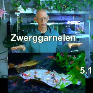 Garnelenzucht Rundblick im Aquariumzimmer mit den Zwerggarnelen. Aktuelle Lage des Geschehen