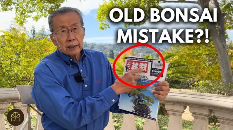 Correcting a 500 Year Old Mistake in Bonsai | Q&A