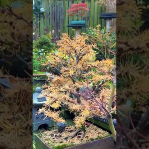 Credibility: Bonsai Trees