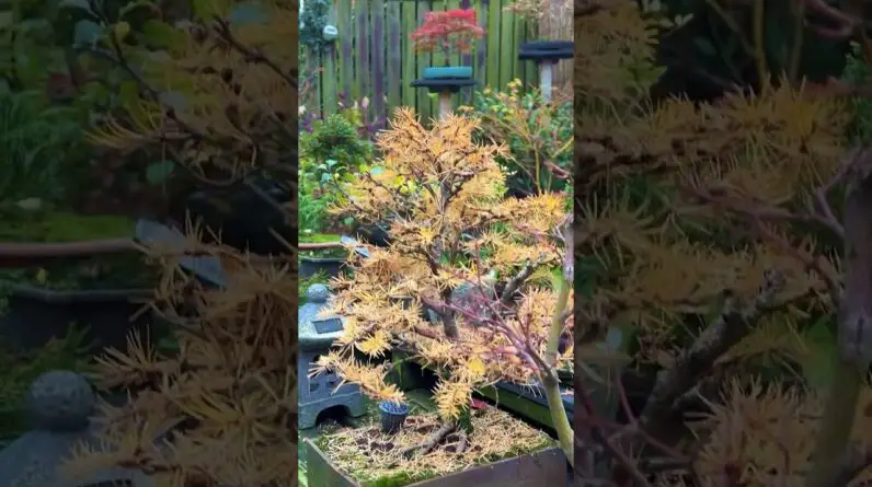 Credibility: Bonsai Trees