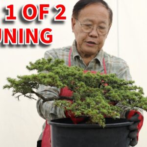 Designing a Lebanon Cedar bonsai part 1/2: Detailed pruning