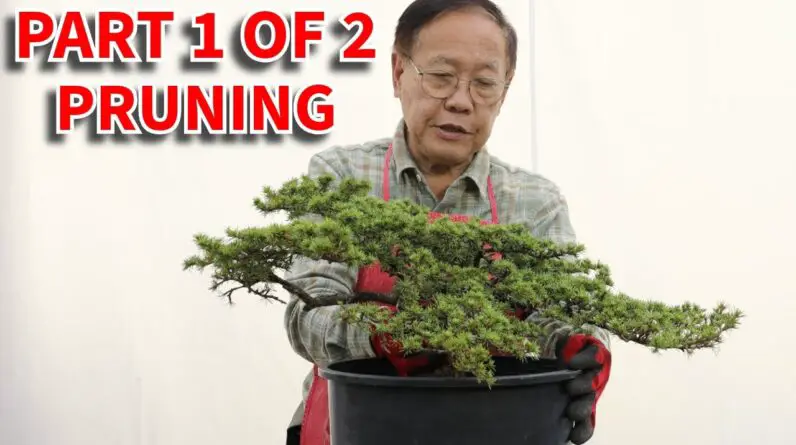 Designing a Lebanon Cedar bonsai part 1/2: Detailed pruning