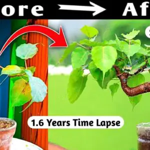 Growing Your Own Sacred Ficus Bonsai