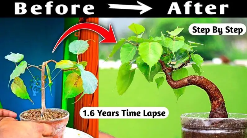 Growing Your Own Sacred Ficus Bonsai