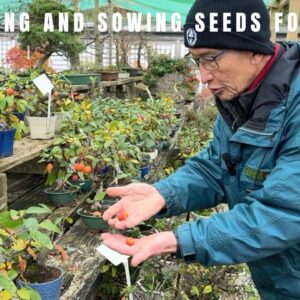 Harvesting and sowing seeds for bonsai