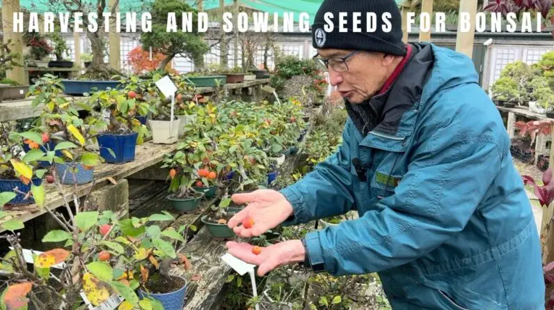 Harvesting and sowing seeds for bonsai