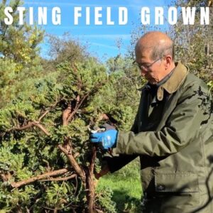 Harvesting field grown trees