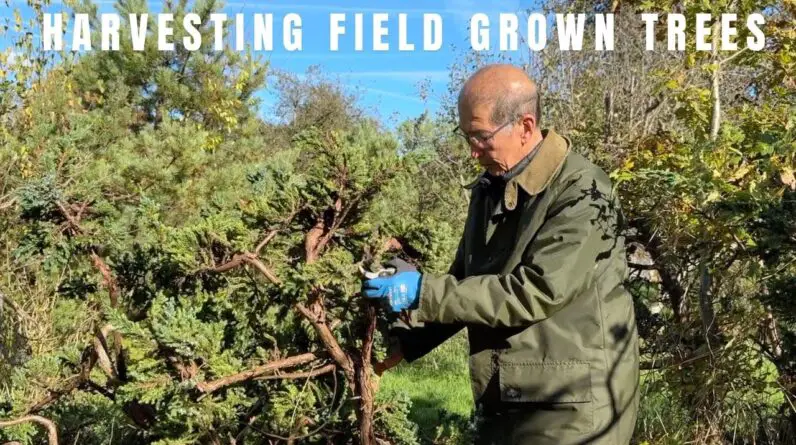 Harvesting field grown trees