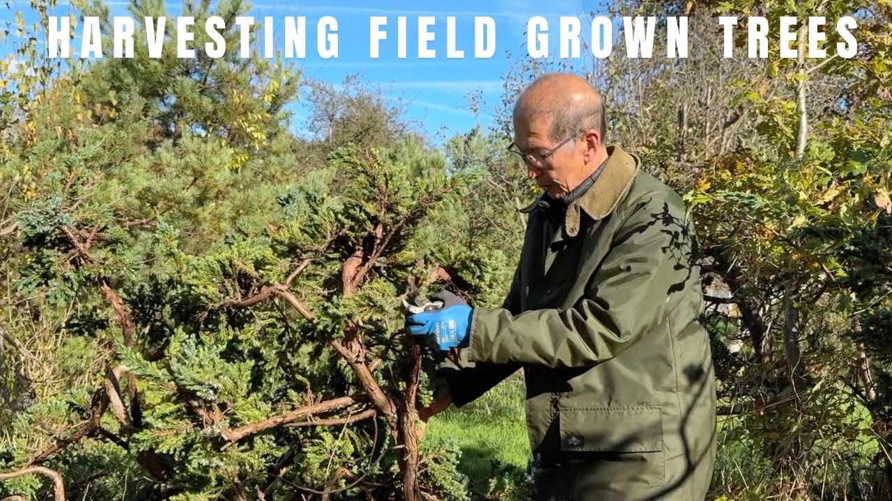 Harvesting field grown trees