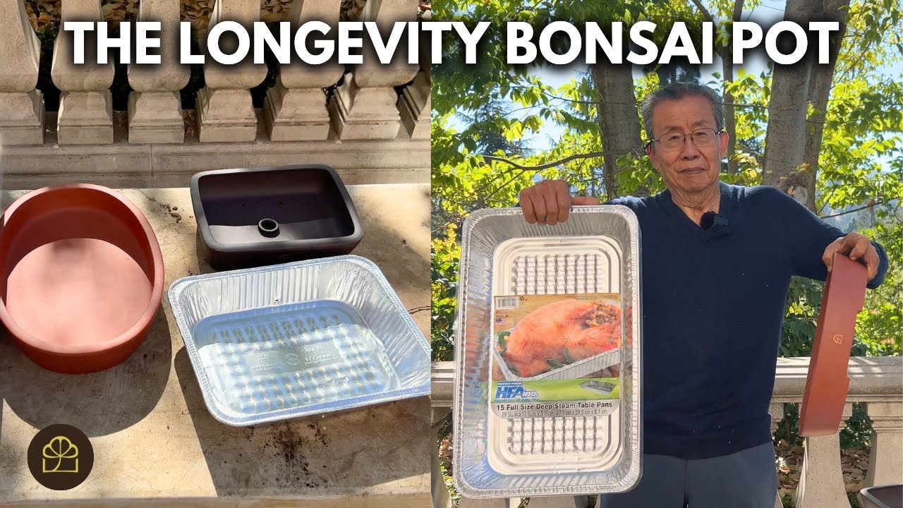 How to Keep Your Bonsai Hydrated While on Vacation!