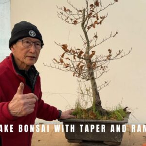 How to make bonsai with taper and ramification