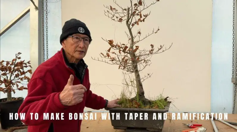 How to make bonsai with taper and ramification