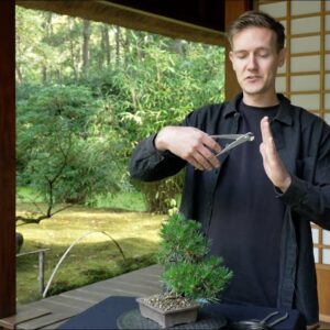 How to Unwire a Bonsai