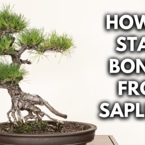 How to Water & Care for Small Bonsai Trees | Q&A