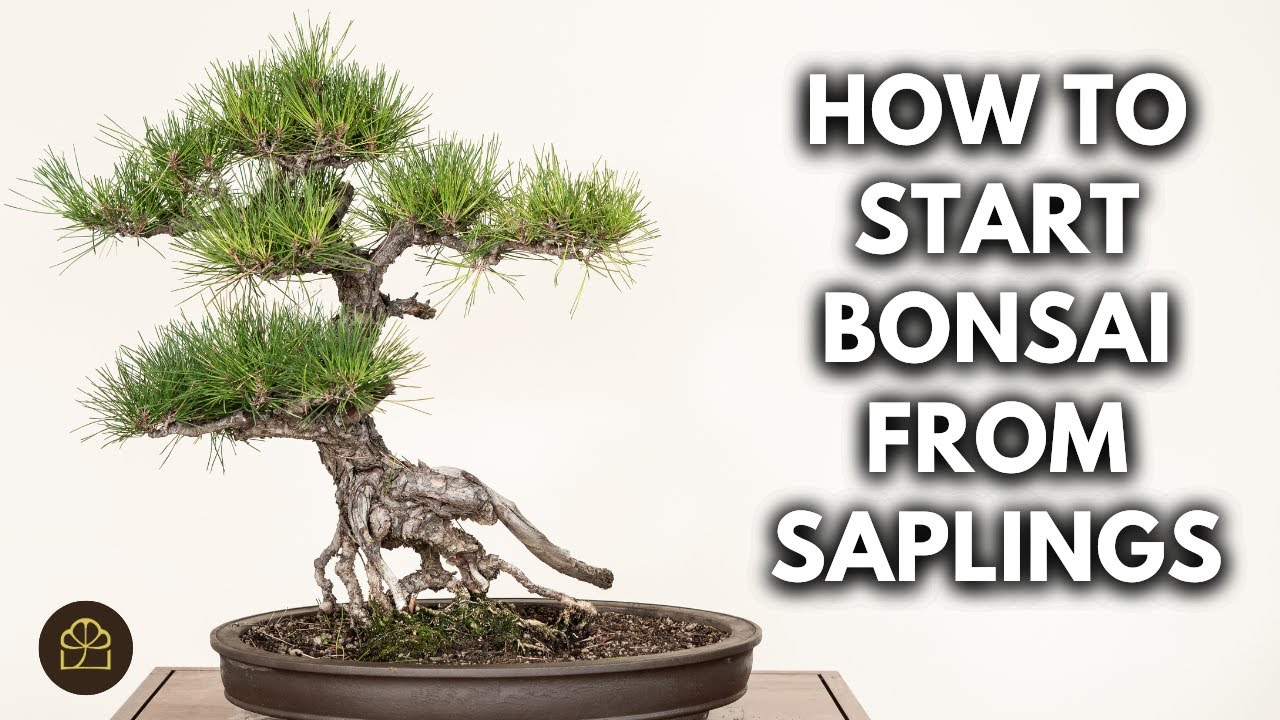 How to Water & Care for Small Bonsai Trees | Q&A