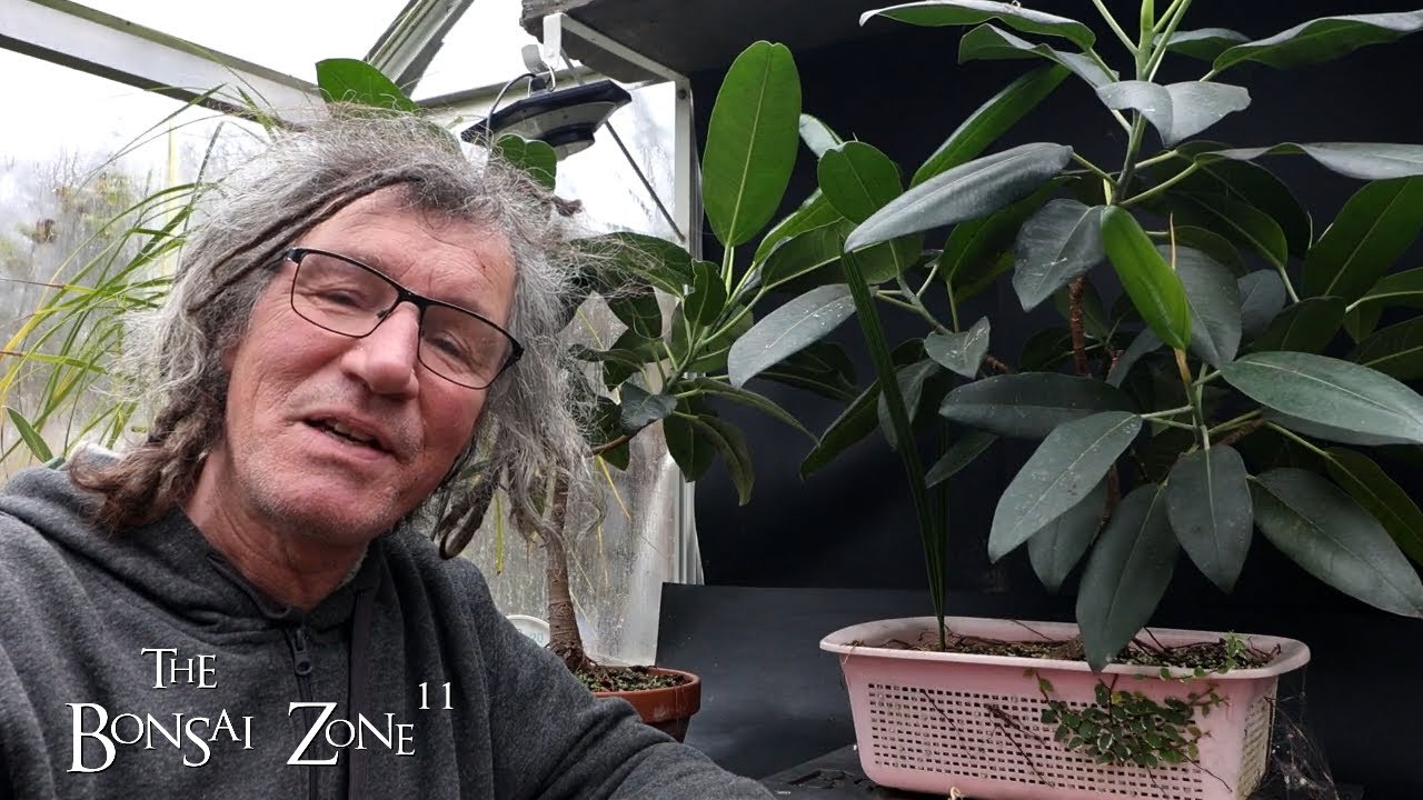 Pruning and Repotting My Moreton Bay Ficus, Part 1, The Bonsai Zone, Nov 2024