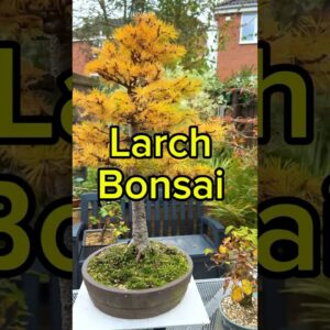 Larch Bonsai - Outrageous Colour