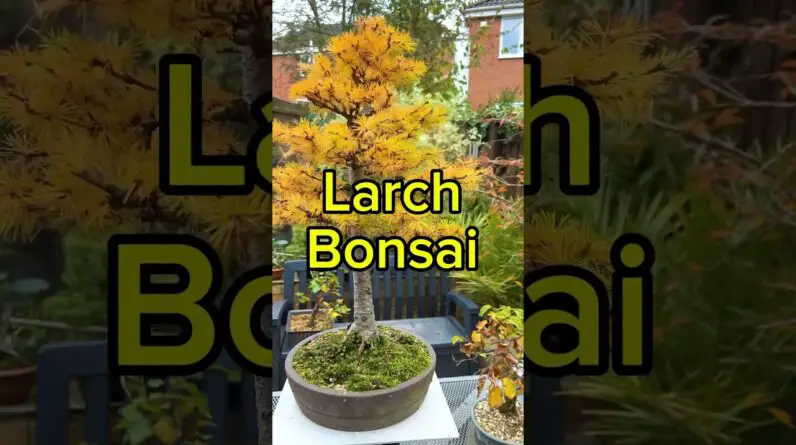 Larch Bonsai - Outrageous Colour