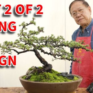 Lebanon Cedar bonsai part 2/2. Detailed wiring and design.