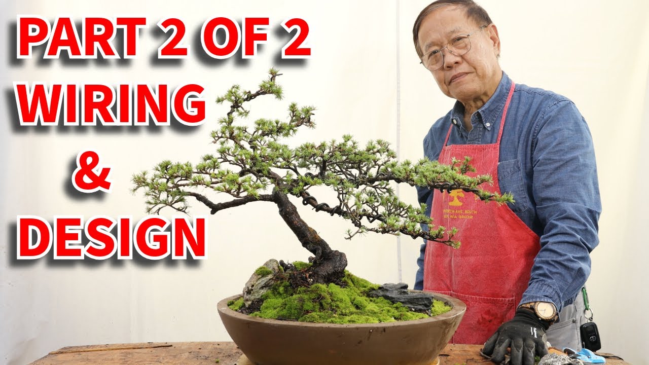 Lebanon Cedar bonsai part 2/2. Detailed wiring and design.