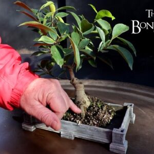 My Ficus microcarpa Cutting From 2000, The Bonsai Zone, Nov 2024