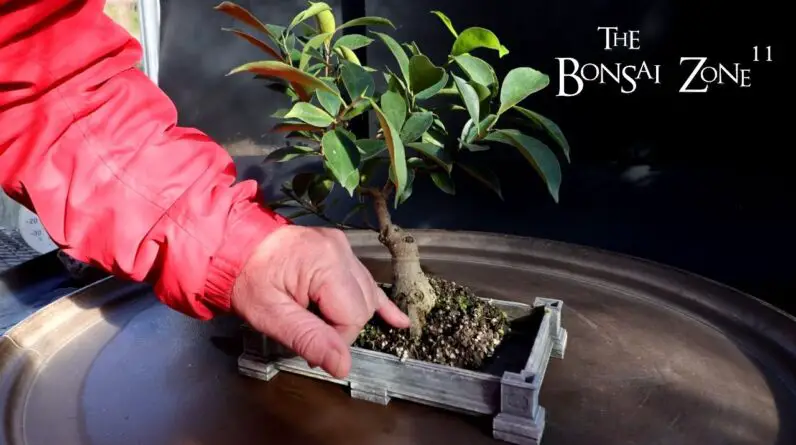 My Ficus microcarpa Cutting From 2000, The Bonsai Zone, Nov 2024