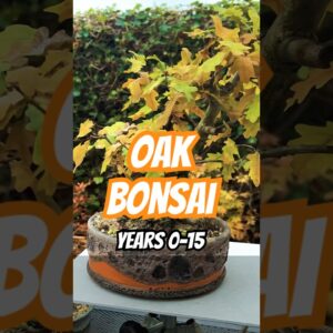 Oak Bonsai: Years 0-15