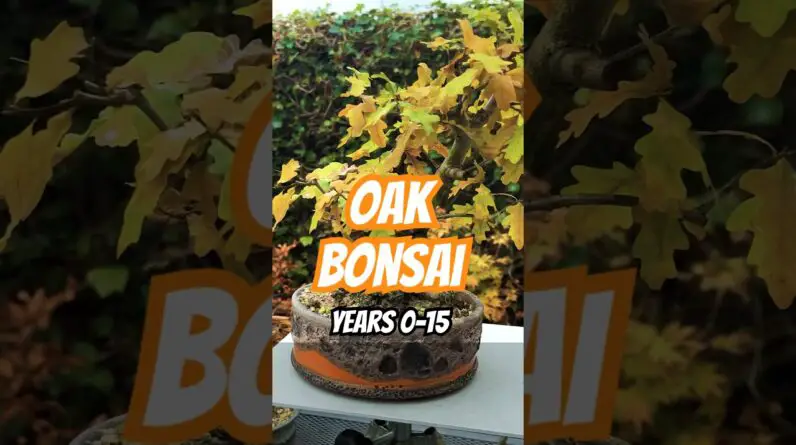 Oak Bonsai: Years 0-15